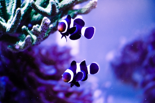 水槽の立ち上げ方とは？水質維持に大切な「バクテリア」の役割を徹底解説！