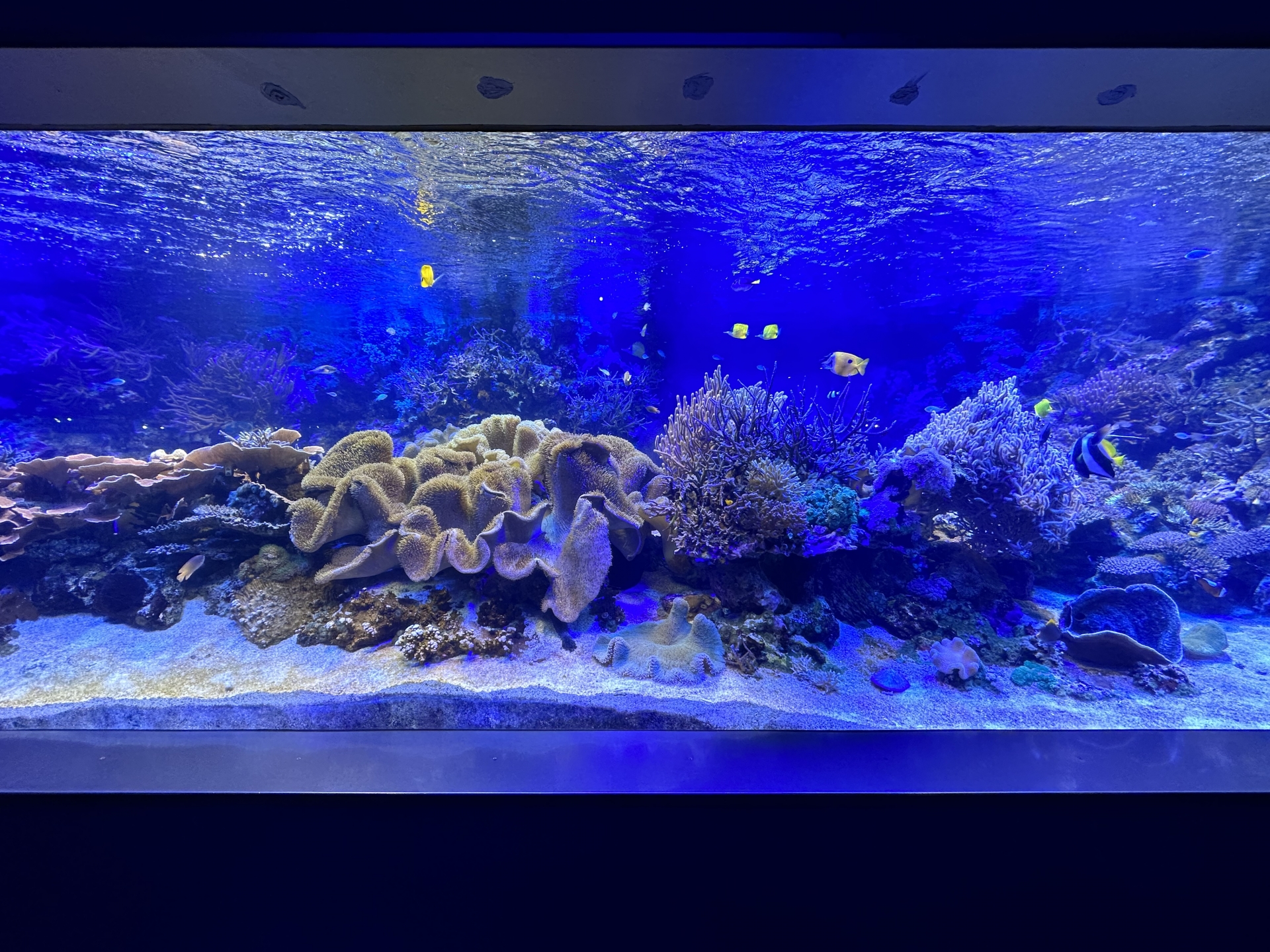 海水魚水槽のベストサイズとは？小型のメリット・デメリットや選び方のポイントを解説！