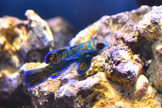 「マンダリンフィッシュ（ニシキテグリ）」を飼うには？餌付けや水質管理のポイントを解説！